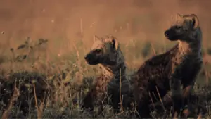 Taxpayer Alert | Taxwise Australia | (08) 9248 8124